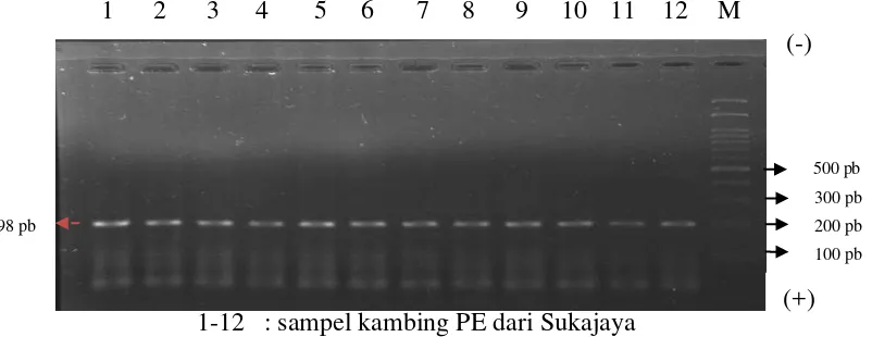 Gambar 12.  Hasil Amplifikasi Gen GH exon 2 dengan PCR dalam Gel 1,5%                