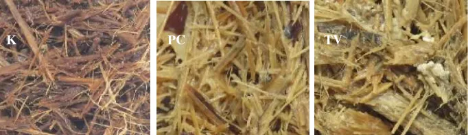 Gambar 1. Perbandingan Pertumbuhan miselium P. chrysosporium (PC) dan T. versicolor (TV) pada Substrat SeratPelepah Tanaman Salak