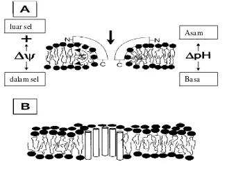 Gambar  2.4   Mekanisme pembentukan pori oleh bakteriosin (a) model ’wedge-                         like pore’, (b) model ’barrel-stave pore’ (Moll et al