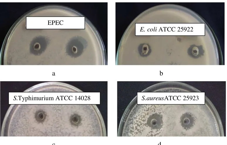 Gambar 4.6  Zona hambat isolat 2C12 terhadap bakteri patogen a). EPEC,                        b) E