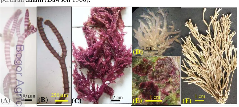 Gambar 4 Variasi tipe  talus ganggang merah yang ditemukan  (A) filamen dengan kortikasi sebagian pada Ceramium sp