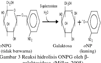 Gambar 3 Reaksi hidrolisis ONPG oleh β-   