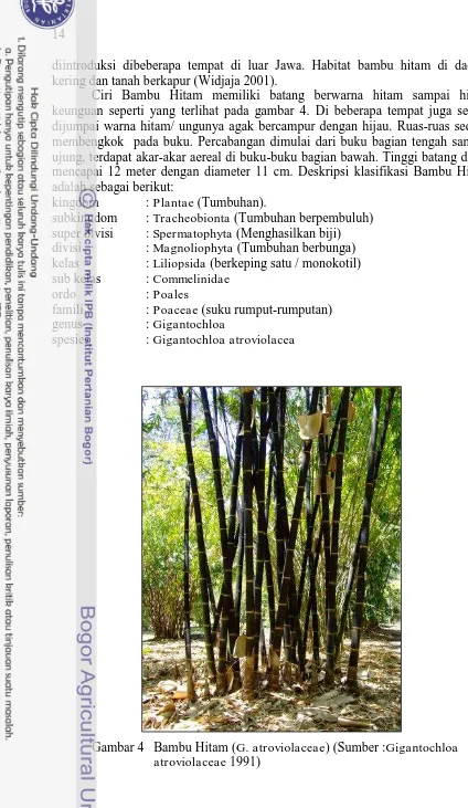 Gambar 4 Bambu Hitam (G. atroviolaceae) (Sumber :Gigantochloa atroviolaceae 1991) 