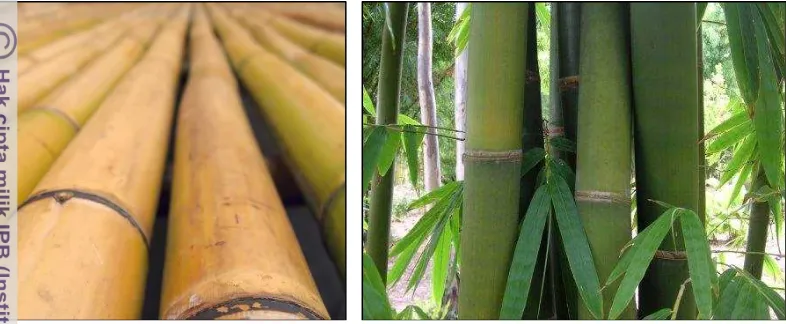 Gambar 5 Bambu Temen (Sumber: Gigantochloa Awi Temen 1991)   