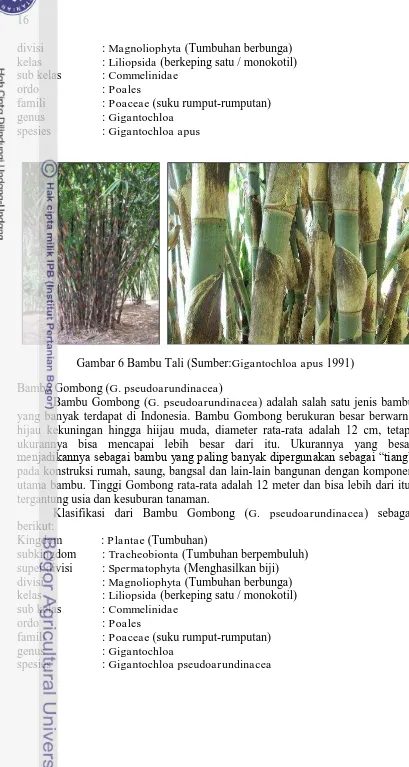 Gambar 6 Bambu Tali (Sumber:Gigantochloa apus 1991)  