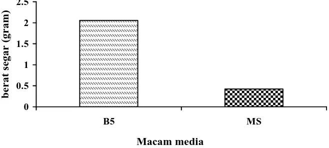 Gambar 4. Perbandingan Rata-rata Berat Segar Kalus (gram) Tanaman Jati  Belanda (G. ulmifolia Lamk.) pada Media B5 dan MS  