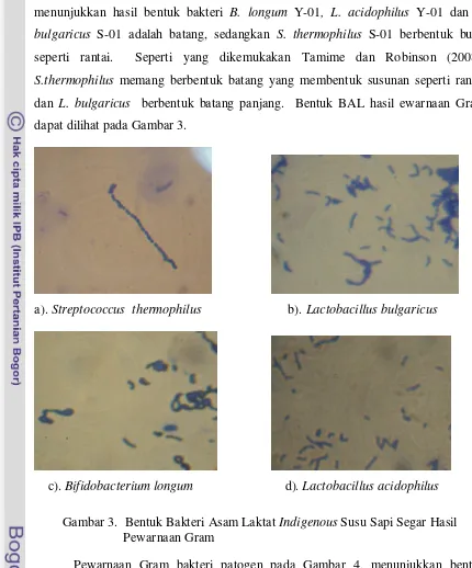 Gambar 3.  Bentuk Bakteri Asam Laktat Indigenous Susu Sapi Segar Hasil 