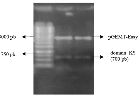 Gambar 6 Elektroforesis gel agarosa 1% dari pGEMT-Easy-10-KS yang dipotong dengan ���RI