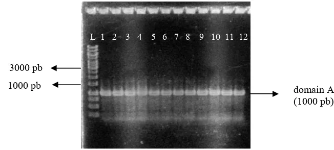Gambar 3 Elektroforesis gel agarosa 1% (b/v) hasil amplifikasi domain KS untuk 12 isolat yang berasosiasi dengan spons ��������� sp