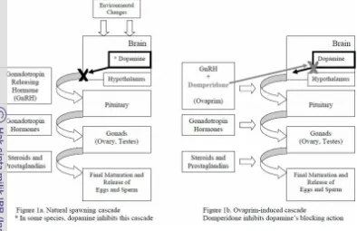 Gambar 6. Mekanisme dopamin dalam menghambat GnRH, dan anti dopamin 