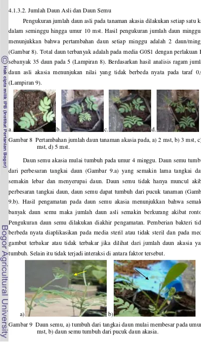 Gambar 8  Pertambahan jumlah daun tanaman akasia pada, a) 2 mst, b) 3 mst, c) 4