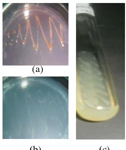 Gambar 1 Peremajaan biakan standar BJ (a), Azotobacter (b), dan Azospirillum (c) 