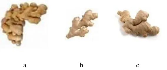 Gambar 1. Jahe Merah (a), Jahe Emprit (b), Jahe Gajah (c) 