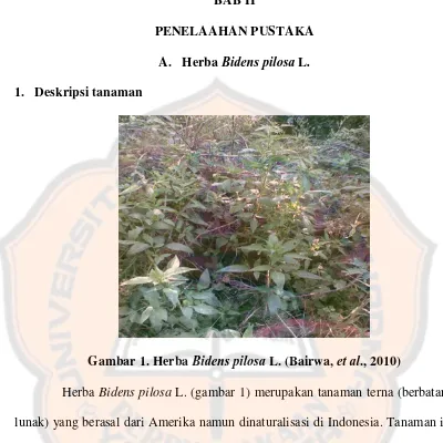 Gambar 1. Herba  Bidens pilosa L. (Bairwa, et al., 2010) 