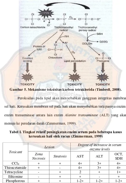 Gambar 5. Mekanisme toksisitas karbon tetraklorida (Timbrell, 2008). 