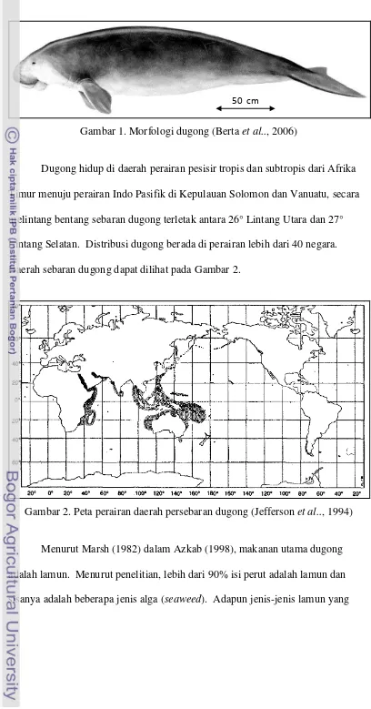 Gambar 1. Morfologi dugong (Berta et al.., 2006) 