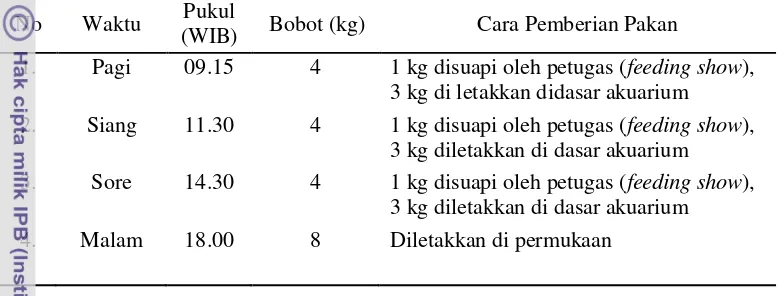 Tabel 7.  Pola Pemberian Pakan pada Dugong 