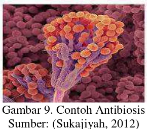 Gambar 9. Contoh Antibiosis 