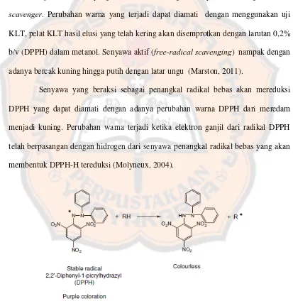 Gambar 1. Reaksi 2,2-diphenyl-1-picrylhydrazil  radical (DPPH)  dengan radical scavengers (Marston, 2011)   