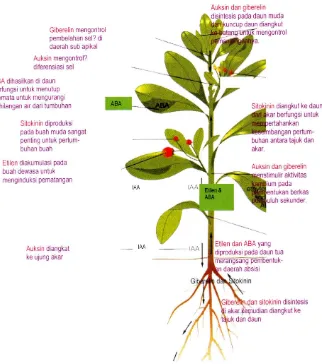 Gambar 4. Koordinasi antar ZPT dalam Pengaturan Pertumbuhan Tumbuhan 