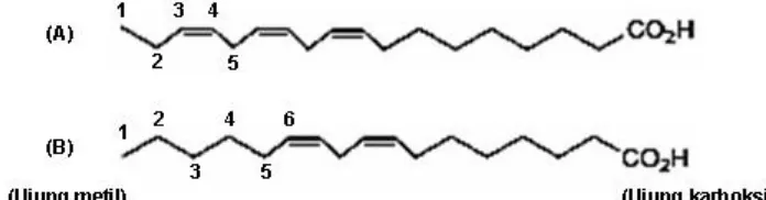 Gambar 1. Struktur asam lemak linolenat (A) dan linoleat (B) 