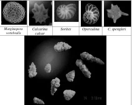 Gambar 4. Jenis foraminifera bentik di perairan terumbu karang Teluk Jakarta 