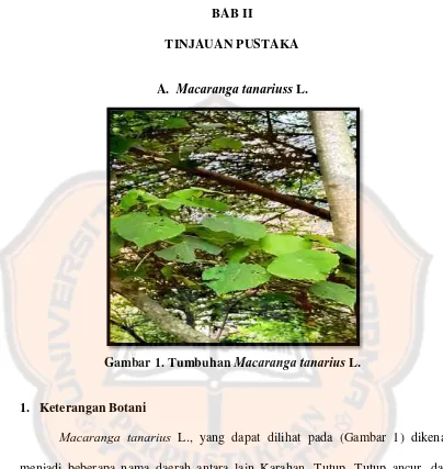 Gambar 1. Tumbuhan Macaranga tanarius L. 