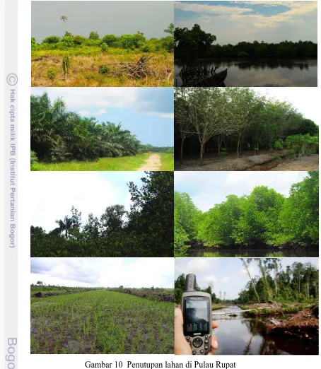 Gambar 10  Penutupan lahan di Pulau Rupat  