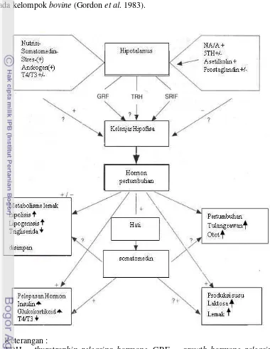 Gambar 4. Diagram pengaturan sekresi hormon pertumbuhan dan kerjanya 