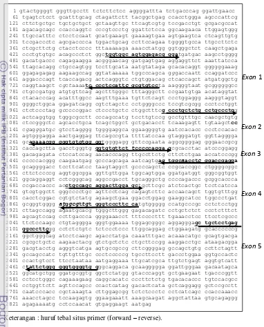Gambar 7.  Posisi penempelan primer (cetak tebal) pada sekuen gen GH 