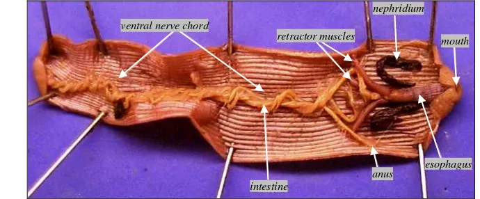 Gambar 5  Sipunculus nudus , tubuh bagian dalam (Anonim   2009) a 