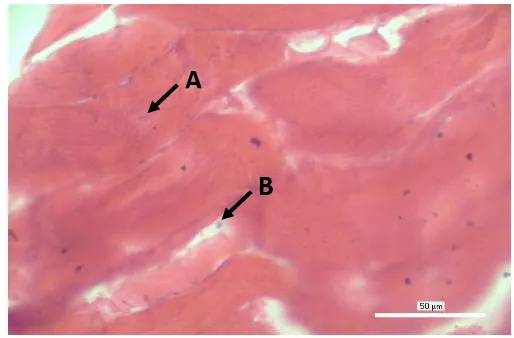 Gambar 10 Kondisi histologis daging ikan bandeng fase rigor; 