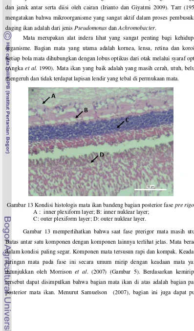 Gambar 13 Kondisi histologis mata ikan bandeng bagian posterior fase pre rigor; 