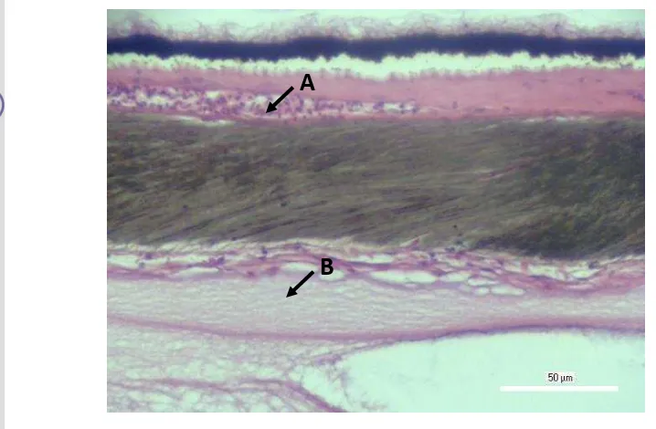 Gambar 14 Kondisi histologis mata ikan bandeng bagian posterior fase rigor; 