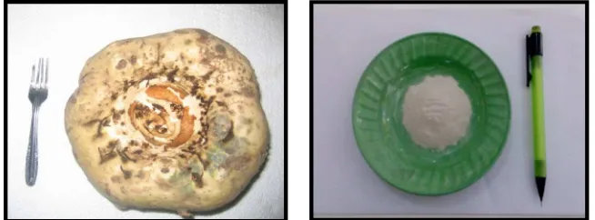 Gambar 3.1 Umbi Iles-Iles (kiri) dan Tepung Glukomanan (kanan) 