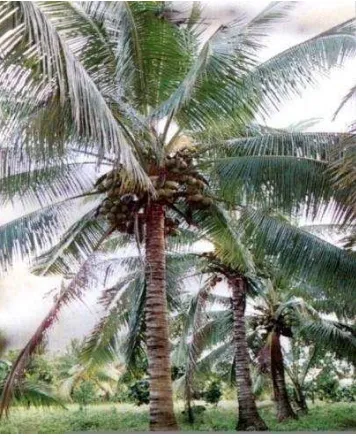 Gambar 1. Pohon Kelapa  