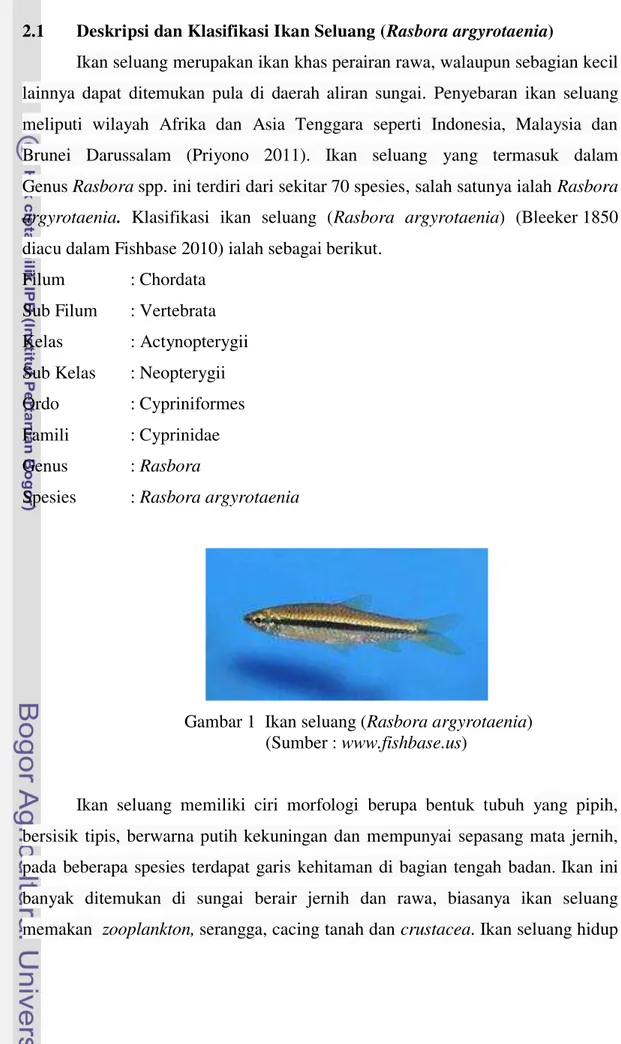 Gambar 1  Ikan seluang (Rasbora argyrotaenia)  (Sumber : www.fishbase.us) 