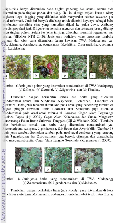 Gambar 16 Jenis-jenis pohon yang ditemukan mendominasi di TWA Madapangga                (a) S.oleosa, (b) S.cumini, (c) S.ligustrina  dan (d) T.indica