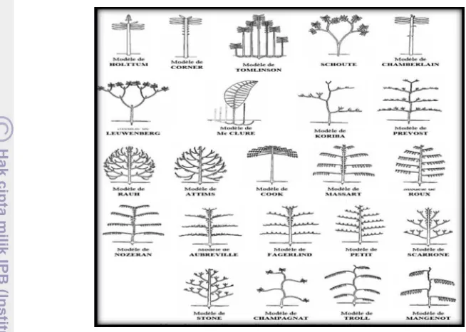 Gambar 1.  Macam-Macam Model Arsitektur Pohon (Halle et al. 1978) 