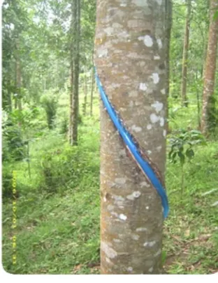 Gambar 4. Pengukuran Aliran Batang pada pohon Agathis dammara 