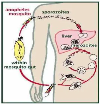 Gambar L.3.1 Siklus hidup ��������������������� dalam tubuh nyamuk +�������� 