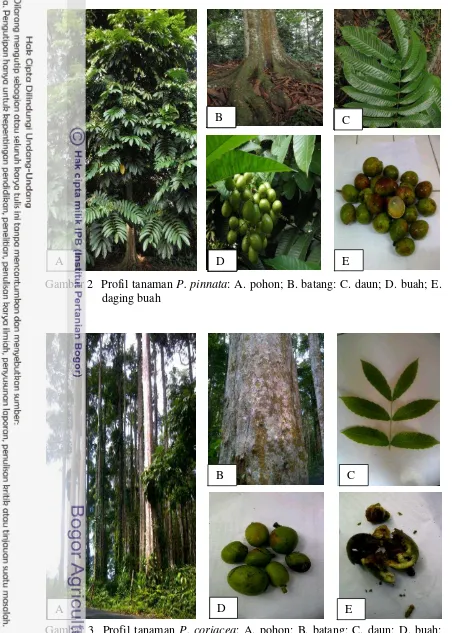 Gambar 2  Profil tanaman P. pinnata: A. pohon; B. batang: C. daun; D. buah; E. 