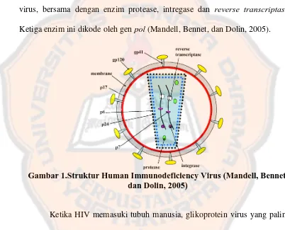Gambar 1.Struktur Human Immunodeficiency Virus (Mandell, Bennet,  dan Dolin, 2005) 