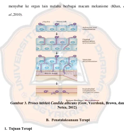 Gambar 3. Proses infeksi  Candida albicans (Gow, Veerdonk, Brown, dan Netea, 2012) 