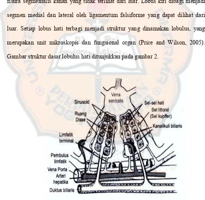 Gambar struktur dasar lobulus hati ditunjukkan pada gambar 2.  