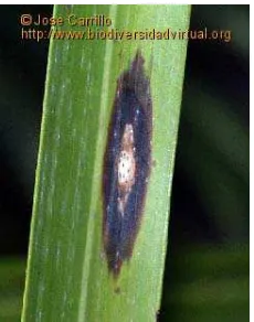Gambar 7. Gejala serangan  Pestalotiopsis palmarum pada daun kelapa  Sumber. http://www.biodiversidadvirtual