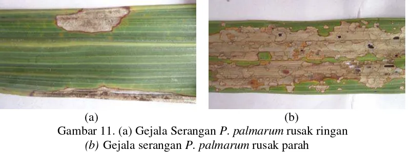 Gambar 10. Gejala serangan Pestalotiopsis palmarum 