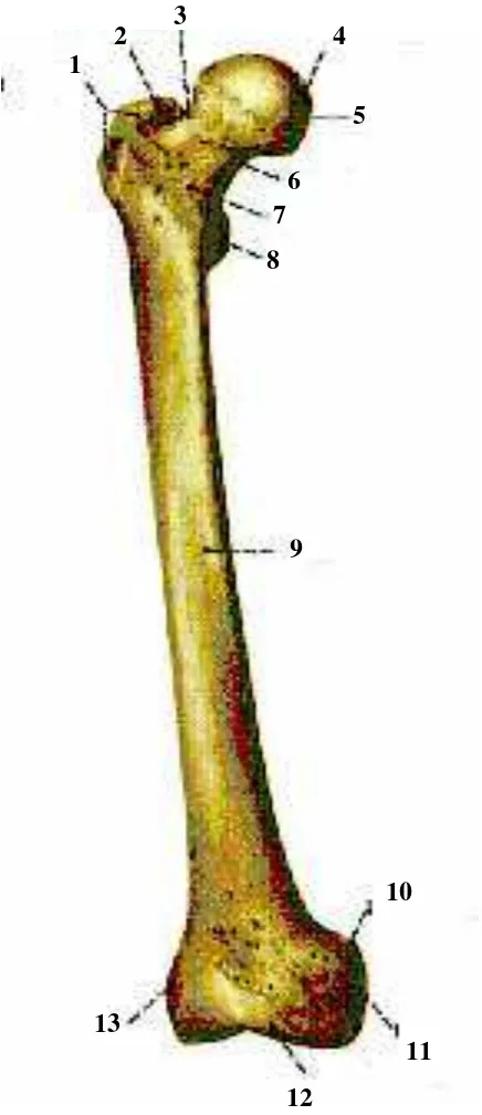 Gambar 2.1 Tulang Paha, Femur tampak depan (Sobotta, 2003) 