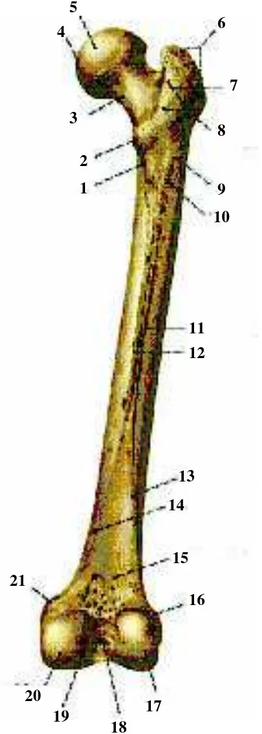 Gambar 2.2 Tulang Paha,Femur tampak belakang (Sobotta,2003) 