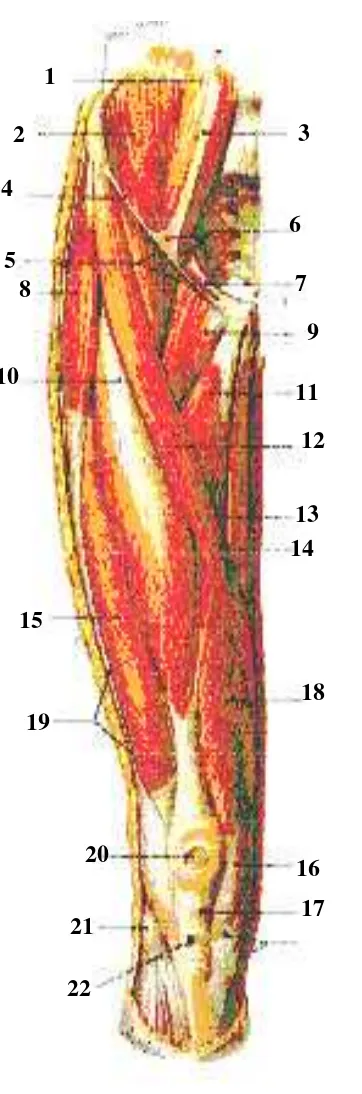 Gambar 2.6 Otot-otot paha dan pinggul setelah sebagian M Gluteus maximum dan medius diangkat, tampak depan (Sobotta, 2003) 